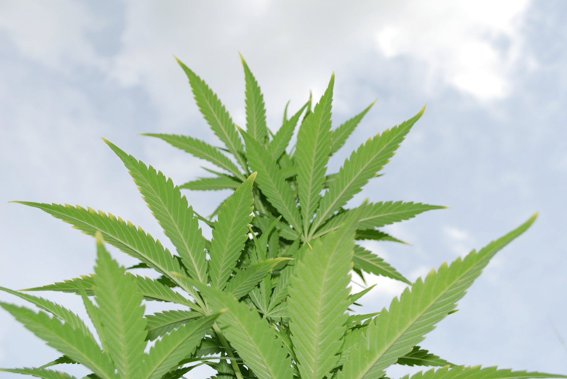 cannabis leaves - fun leaf